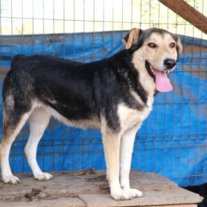 ISABELLA - reserviert Kathleen Müller - vermittelt