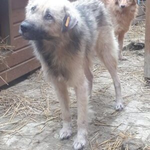 IVAN - vermisst 08/21