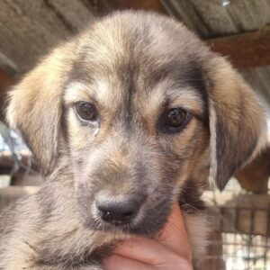 AILINN (♀) - ausgereist zum TST Rösrath (AL)