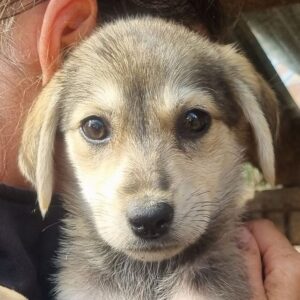 MUKI (♀) - ausgereist zum TST Rösrath (AL)