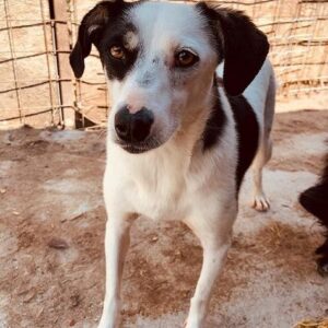 JAMILIA - reist auf PS in PLZ 1 - vermittelt