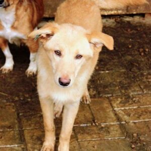 JANANI - vermisst 08/2021