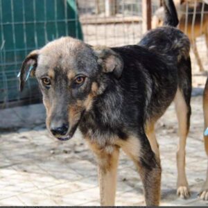 JARON - reserviert NadineH - vermittelt