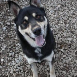 JARSHA - reserviert THL DogR (NadineZ 12/20) - vermittelt