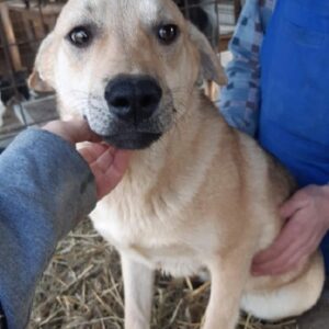 JASPER - reserviert Hundescheune Fläming - vermittelt