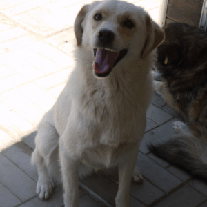 BELLE - reserviert Anna (MH) - vermittelt