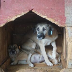 JELSO - vermisst 11/2022