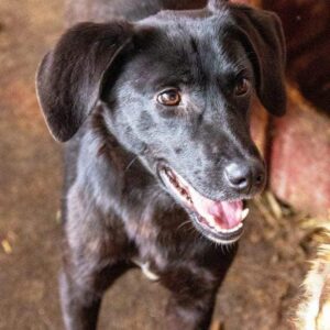 JOHANNA (ausgereist als JUDCHEN)