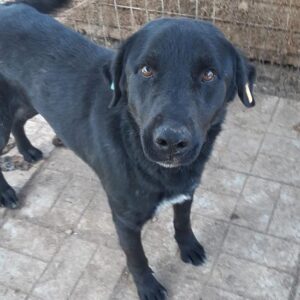 JOHN LENNON - reserviert Manuela - vermittelt