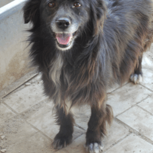 JOIE - reserviert TH Gifhorn - vermittelt