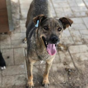 JOLENE - vermisst 08/2021