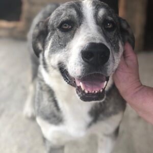 JONTE - hat sich aufgegeben, wirkt resigniert, sollte zeitnah reisen - reserviert Manuela - vermittelt