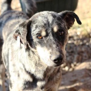 JORIS - reserviert TINO - vermittelt