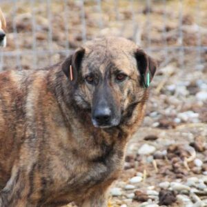 JOWITA - vermisst 11/2021