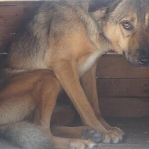 JULES - Mobbingnotfall - reist auf PS in PLZ 3 - vermittelt