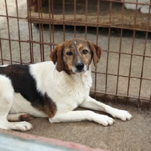 JULIENE - reserviert Tierhilfe Lebenswert DR - vermittelt