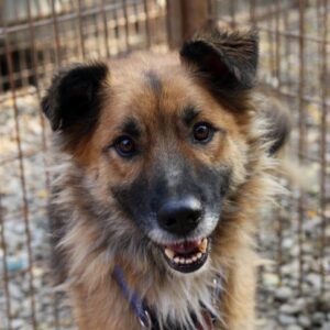 JULIUS - NUR FÜR HUNDEPROFIS