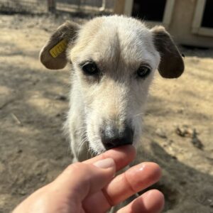 JANAA (♀) - Notfall - viel zu dünn (10/24) - ausgereist zur Tierhilfe Lebenswert DR 22.11.24