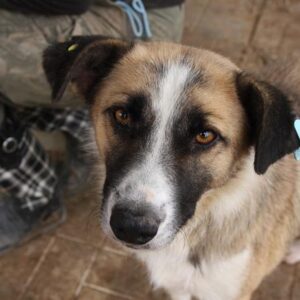 KAILO - reserviert TINO - vermittelt