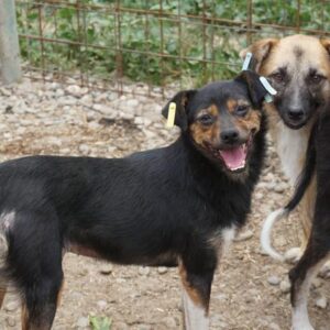 KAIRA - reserviert TH Koblenz - vermittelt