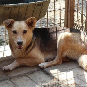 KALINDA - vermisst 11/24