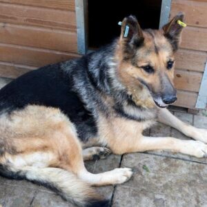 KANDIE - reserviert TH Filderstadt - vermittelt