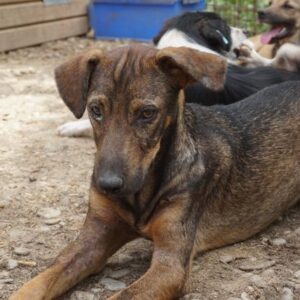 KANSAS - reserviert TH Ahrweiler - vermittelt