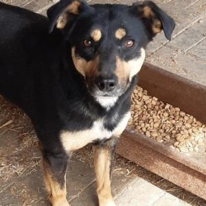 KARISA - reserviert PVA - vermittelt