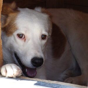 KASAI - vermisst 11/2021