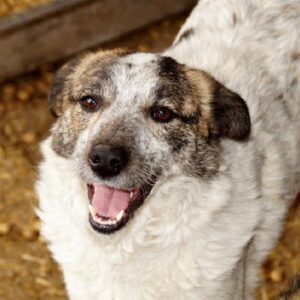 KEIKO - reserviert TH Koblenz - vermittelt