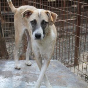 KEITH - seit mindestens 2018 im Shelter