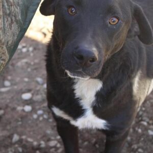 KELANI - reserviert THL DR - vermittelt