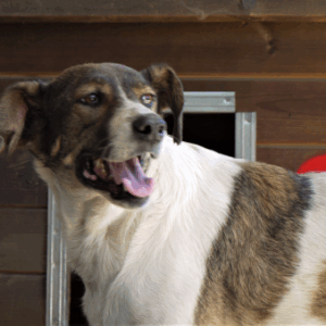 KENZA - vermisst 04/2023