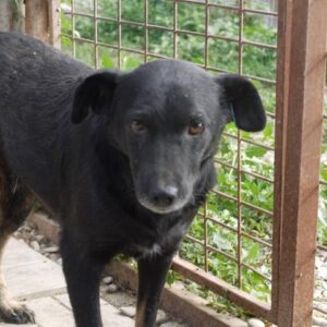 KEWAN - vermisst 04/2022