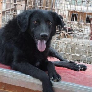 KIKO (♂) - seit 2018 im Shelter