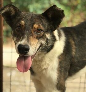 KIMARI - reserviert TH Gifhorn - vermittelt