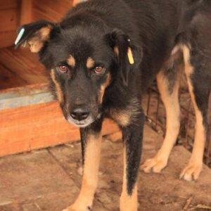 KIMBI - vermisst 04/2023