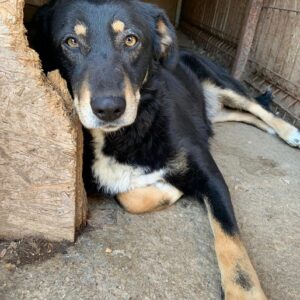 KISVANA - reserviert THL - vermittelt