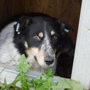 KITTY (♀) - seit mindestens 2020 im Shelter