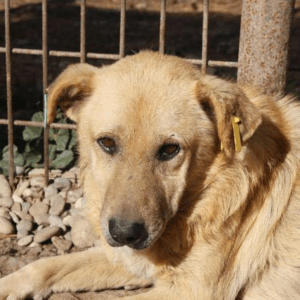 KIWO - vermisst 08/21