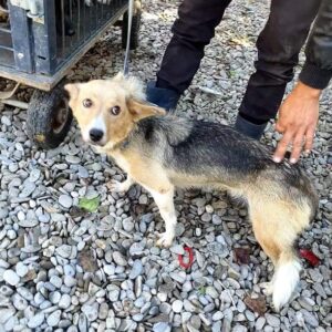 KNUSPER - vermisst 03/2021