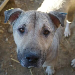 KOLJA - vermisst 08/21