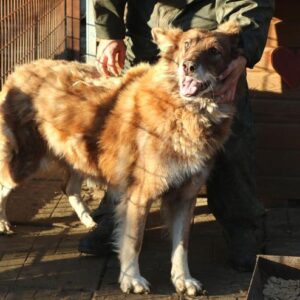 KONRAD - reserviert TH Filderstadt - vermittelt