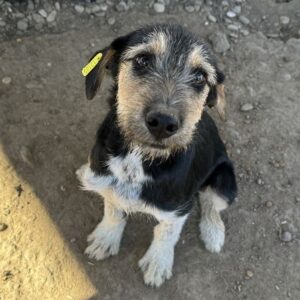 LONNIO (♂) - ausgereist zum TST Rösrath