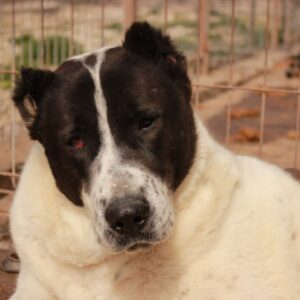 KIMMIE - RBB 04/2021