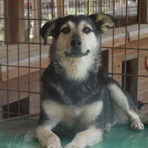 LABELLE - reserviert Alina - vermittelt