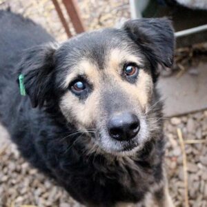 LAJOS - reserviert für TINO - vermittelt