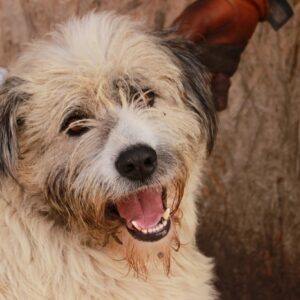 LATITA - Mioritic-Mix - reserviert Manuela - vermittelt