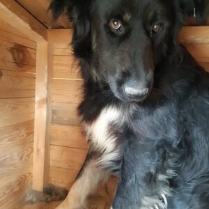 LAUDA - vermisst 12/22