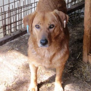 LAURA – vermisst 10/2021